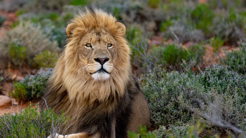 Male African Lion