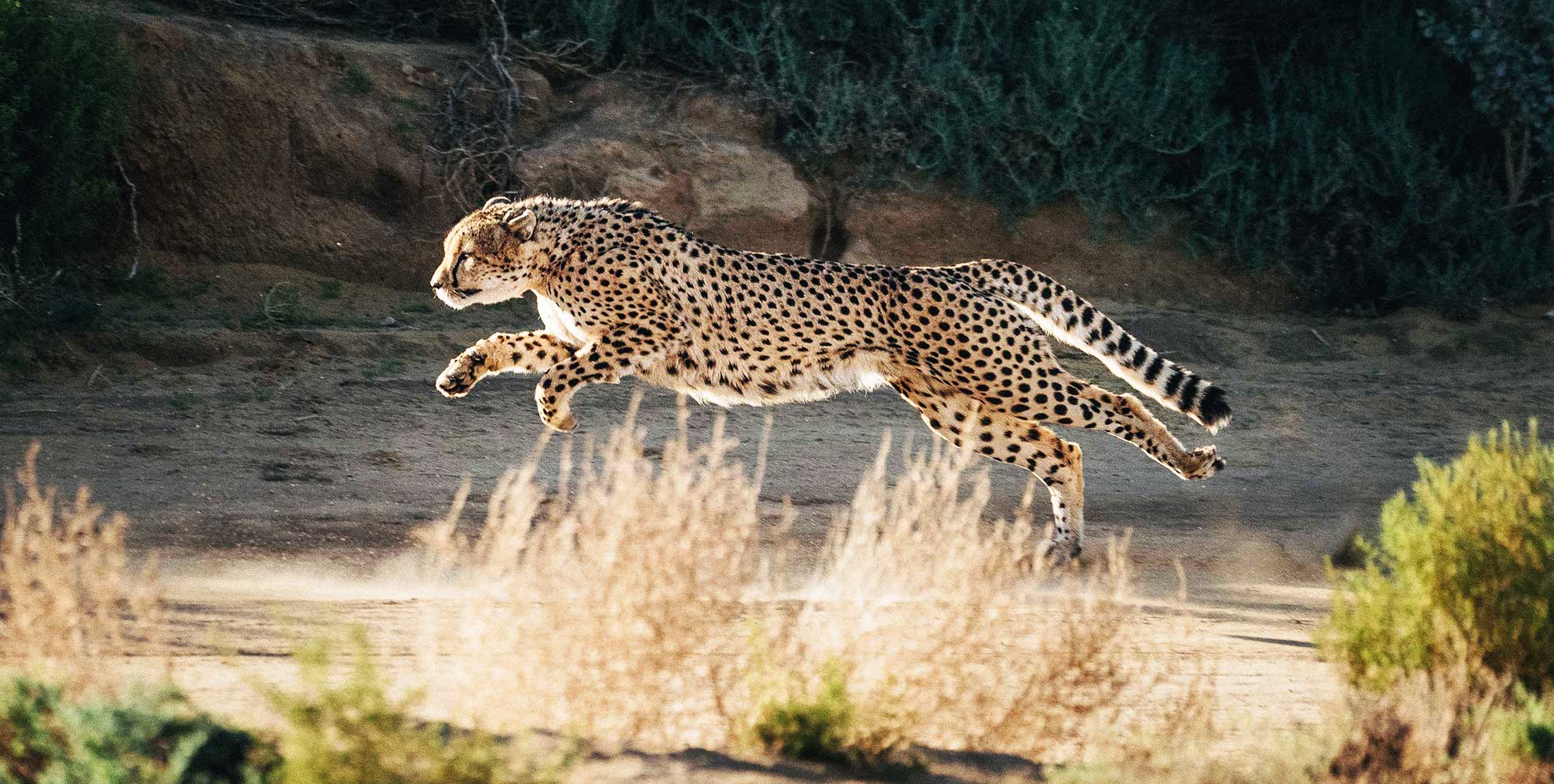 cheetah-main