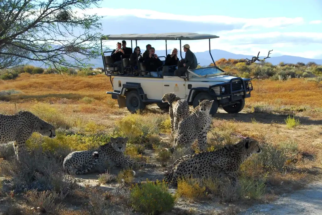 Coalition of Cheetah being viewed from a safari vehicle at Inverdoorn Private Game Reserve, shown as part of the wildlife ethics committee