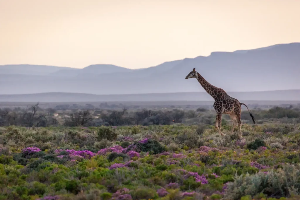 Giraffe walking across a grassland at sunset with mountains in the background. Read more about Inverdoorn Private Game Reserve.