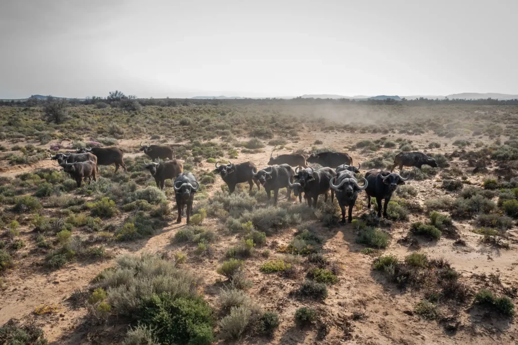 A herd of Cape Buffalo walking towards the camera at Inverdoorn Private Game Reserve, the best safari near cape town