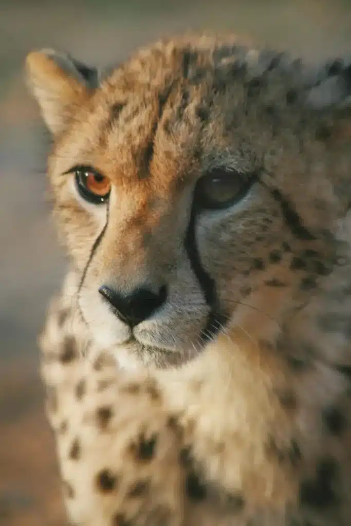 up-close image of a cheetah staring into the camera, featured on Inverdoorn's wildlife gallery