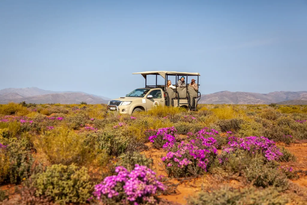Guests sitting in a traditional big five safari tour vehicle on an exclusive Day Trip Safari at Inverdoorn Private Game Reserve.