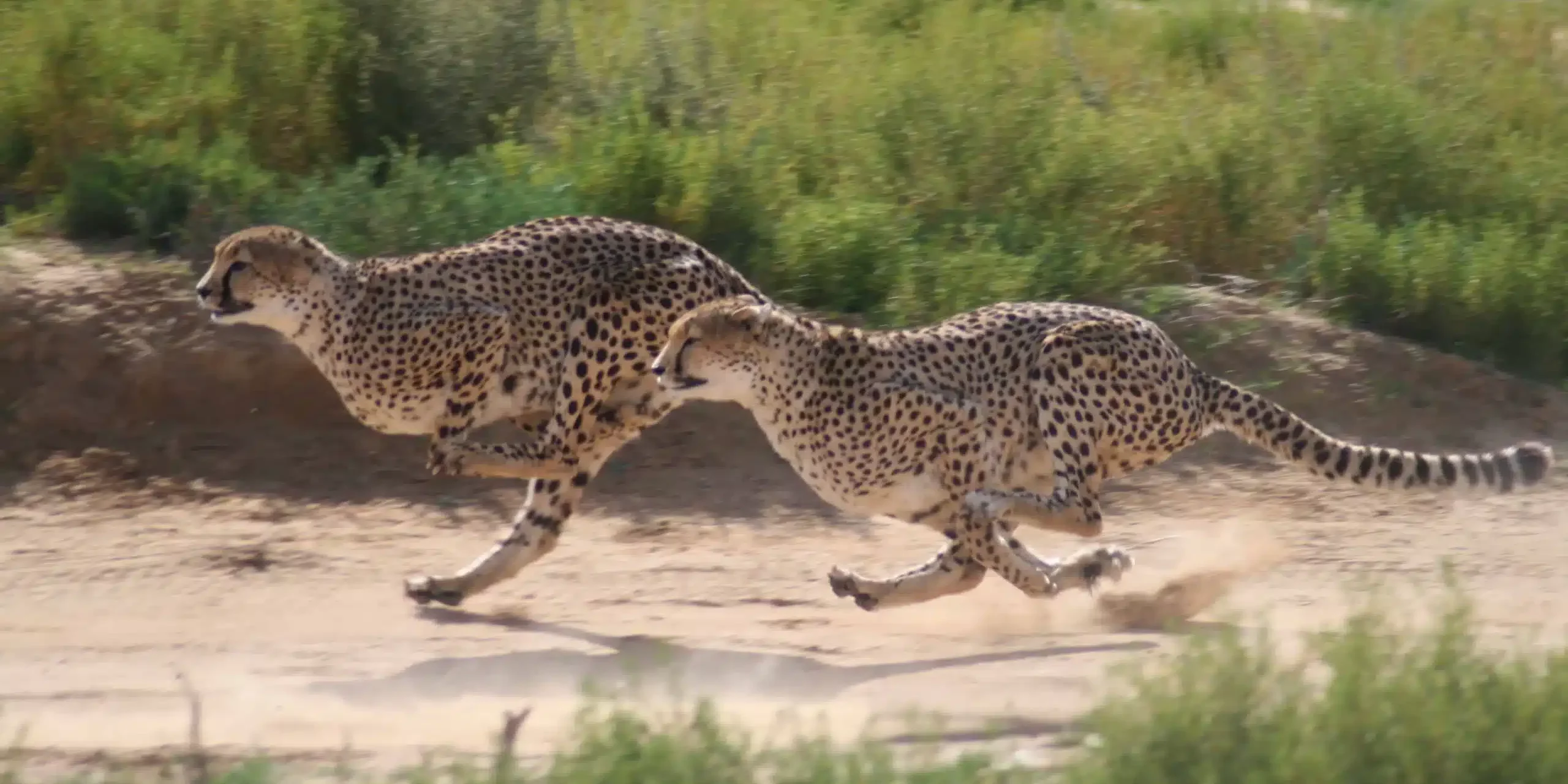 two adult cheetahs pictured running at full speed down a dirt road at Inverdoon Private Game Reserve
