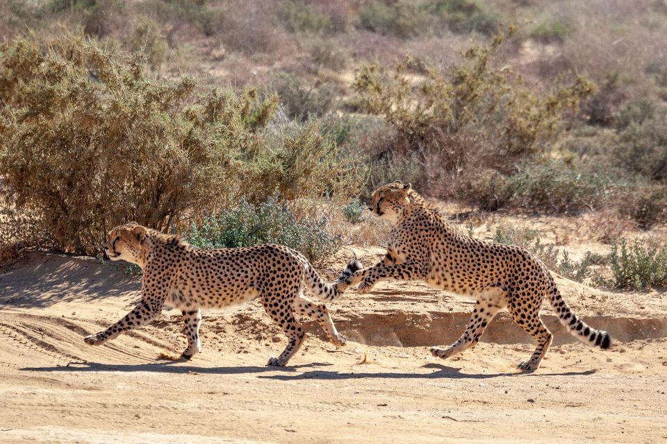 two cheetah at Inverdoorn Private Game Reserve, shown in Inverdoorn's guest gallery