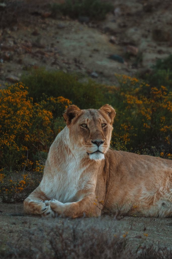 Lioness at Inverdoorn Private Game Reserve, shown in the guest gallery
