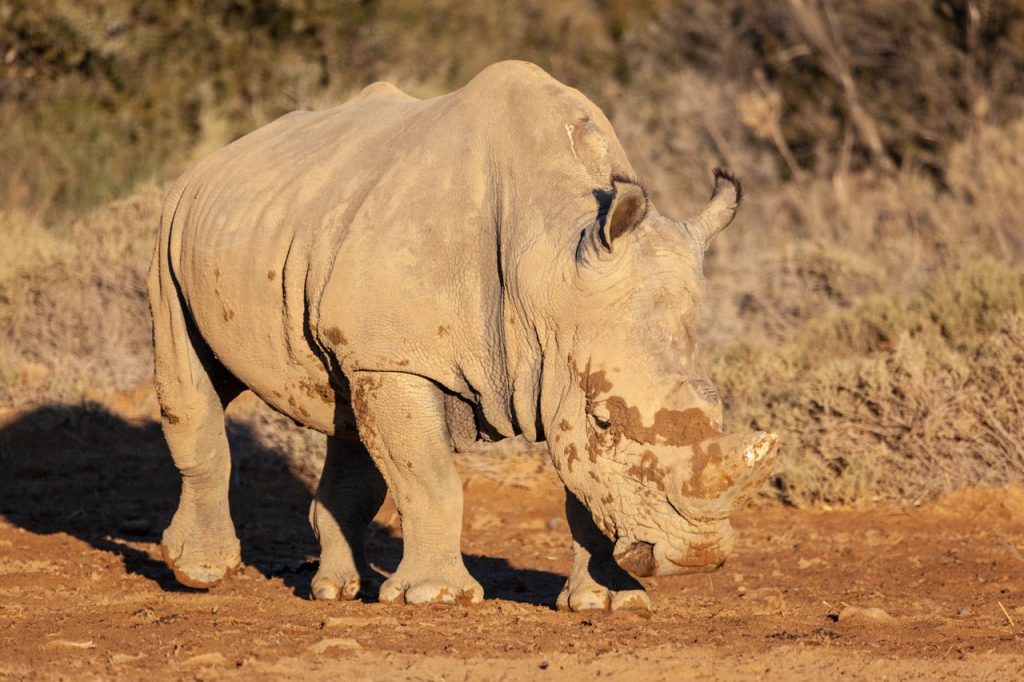 Southern White Rhinoceros standing in a mud patch in the Karoo. Seen as part of the Wildlife of the Karoo.