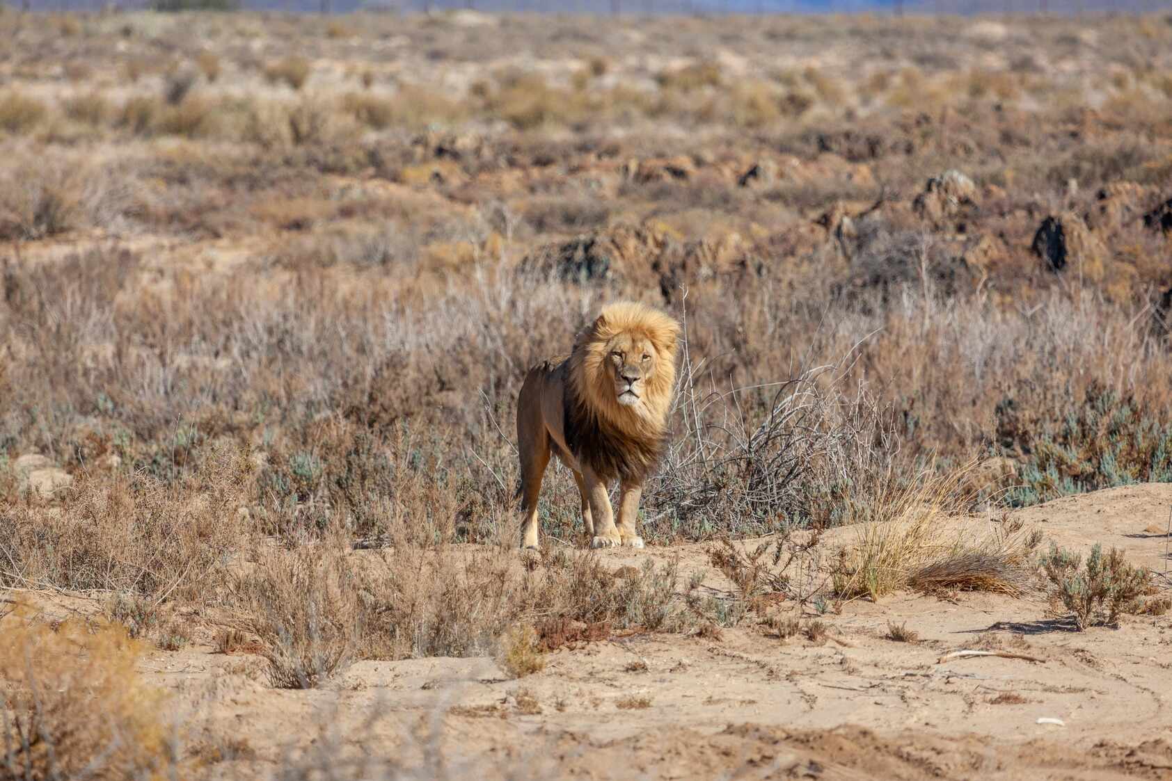 Inverdoorn Big 5 Karoo Safari Booking Guide: Male lion standing in the middle of the Karoo veld and facing the camera