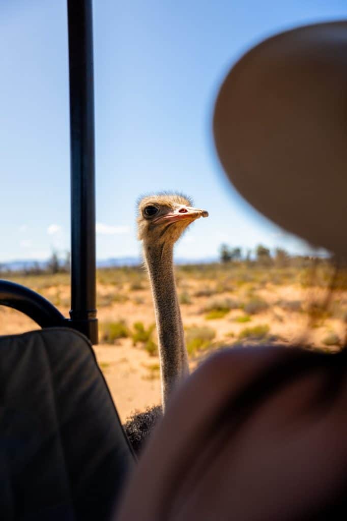 Ostrich looking into an open air safari vehicle at Inverdoorn Private Game Reserve, seen in the Wildlife of the Karoo Gallery