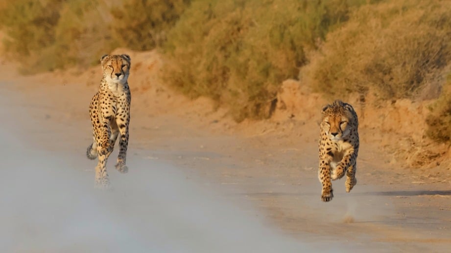 Two cheetahs running at full speed at Inverdoorn Private Game Reserve - Cheetah Run Experience and Cheetah Education 