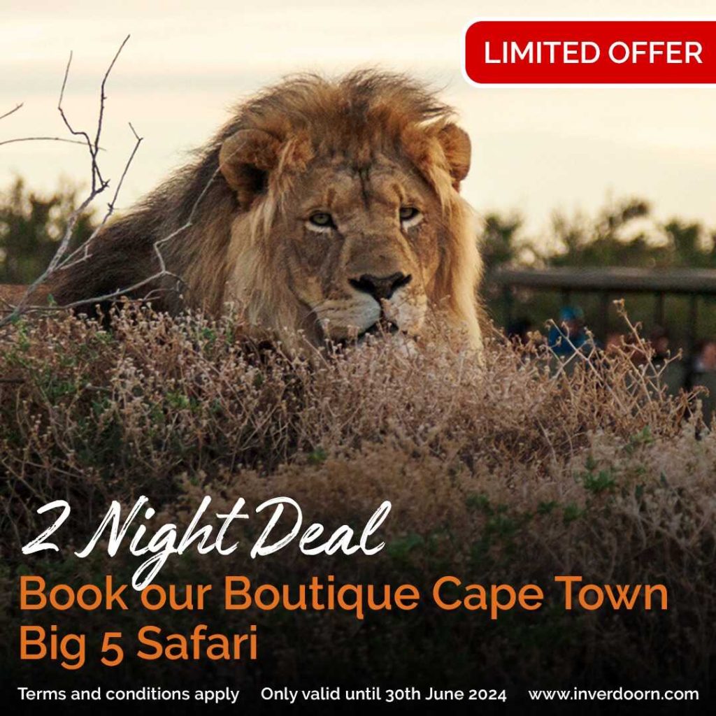 Promotional picture featuring a male lion sitting on a bank at sunset, for the 2 Night Deal at Inverdoorn Private Game Reserve: Exclusive offers and specials for 2024
