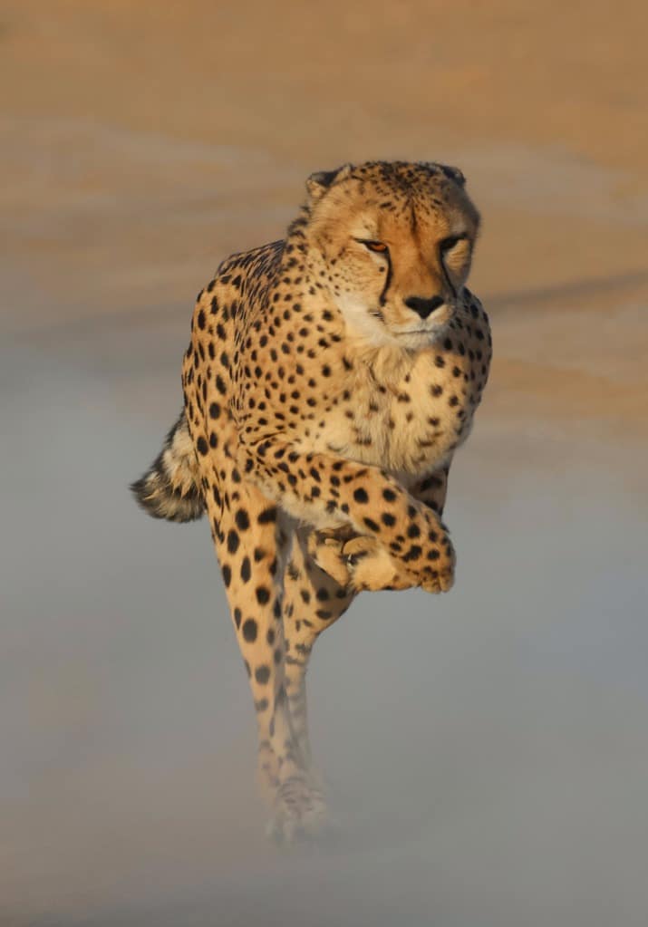 Cheetah Conservation: Cheetah running at Inverdoorn Private Game Reserve, Cape Town, Western Cape