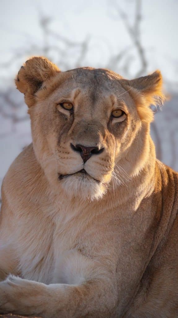 Two night special for two people: close up image of a full-grown lioness, looking straight at the camera. 
