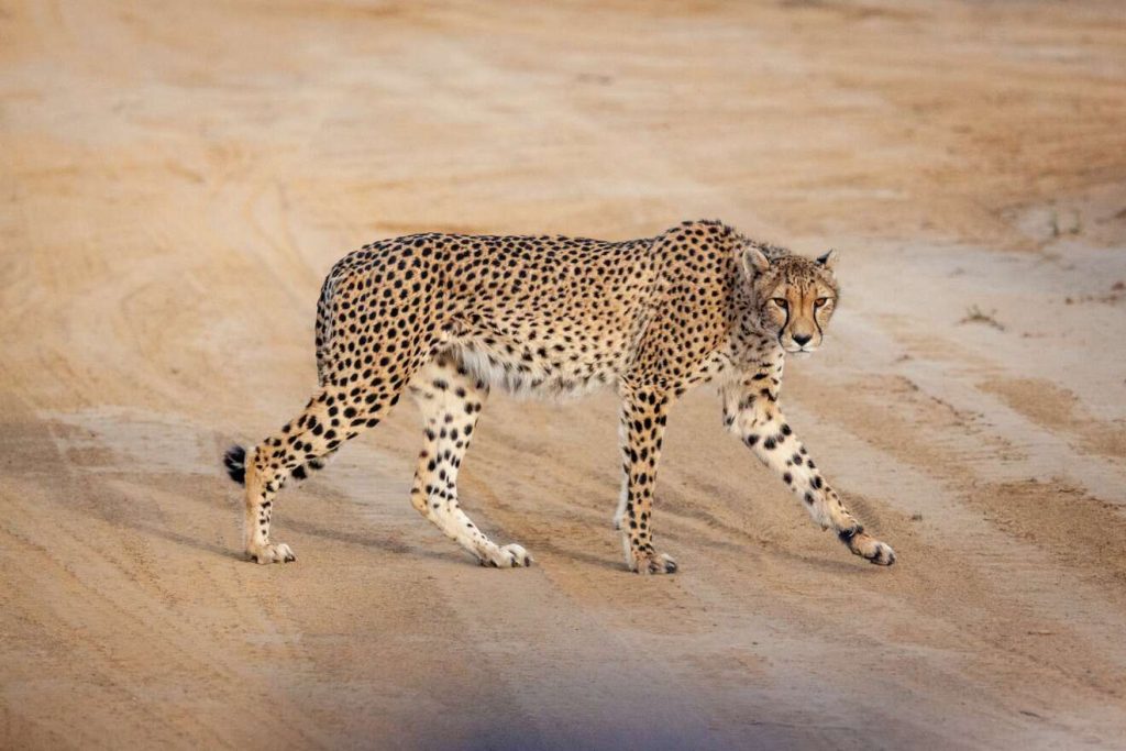 Cheetah walking across the road at Inverdoorn Private Game Reserve, 2024