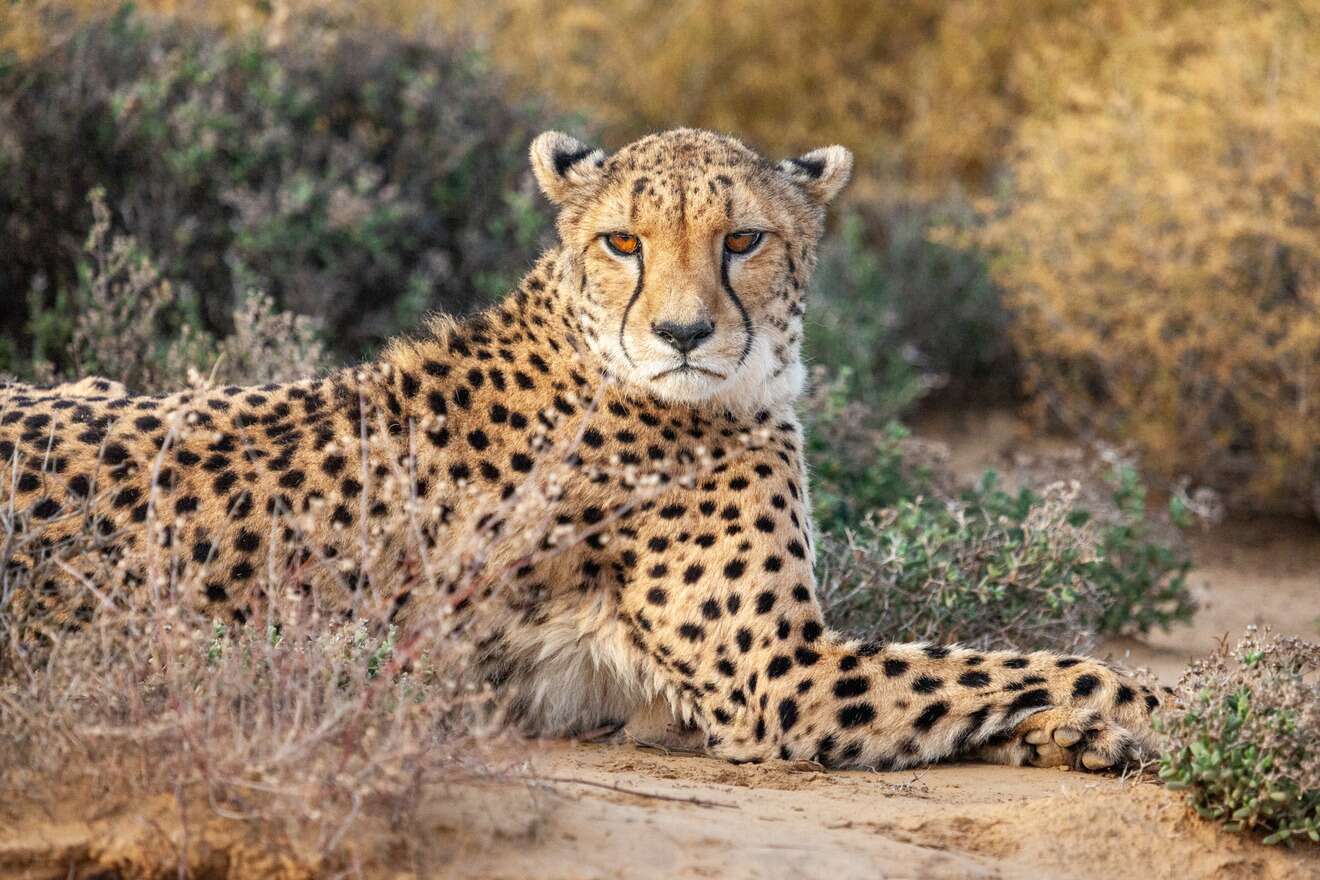 Inverdoorn Cheetah Still - 2024 - Western Cape Safari