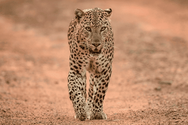 Cape Leopard walking down a red sand road in the Karoo. Seen as part of the Wildlife in the Karoo