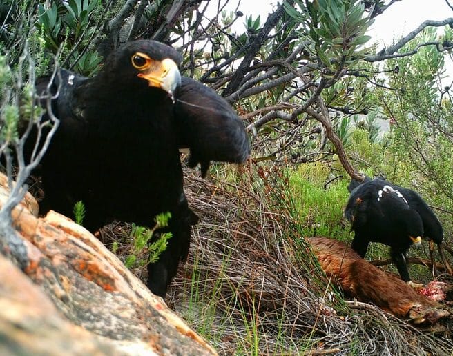 Karoo Birdwatching Safari Tours: Pair of Verreaux's Black Eagles with a duiker kill, looking into a camera trap