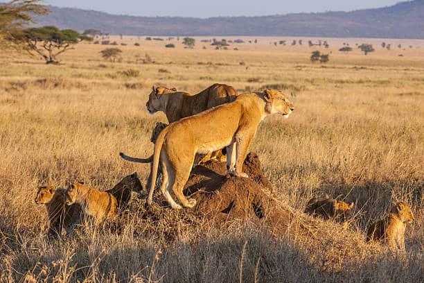 Family of lions (African Lion) perched on an ant hill, overlooking the grassland plains during sunset.