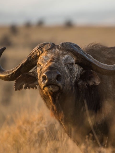 Wildlife of the Karoo. Cape Buffalo looking at the camera, distinguished by its curved horns and stocky build.