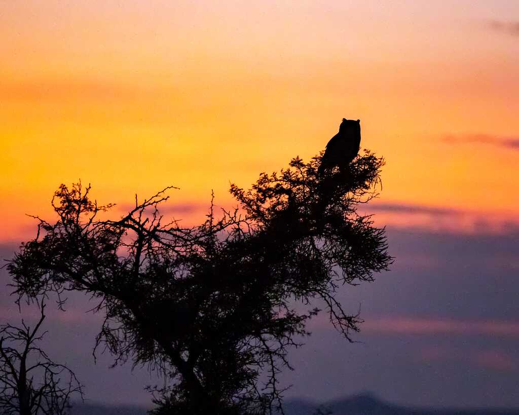 Silhouette of an owl perched in a tree with a striking orange Karoo Sunset in the background