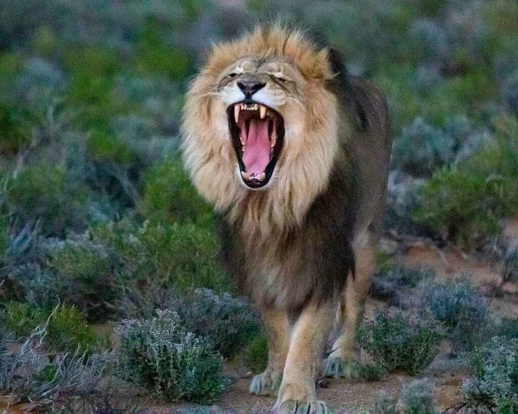 Male lion seen roaring while on safari - Inverdoorn Big 5 Spring Safari - Spring Deals