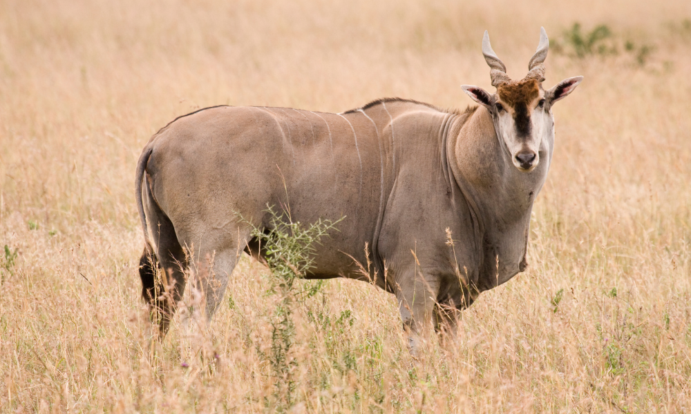 Common Eland