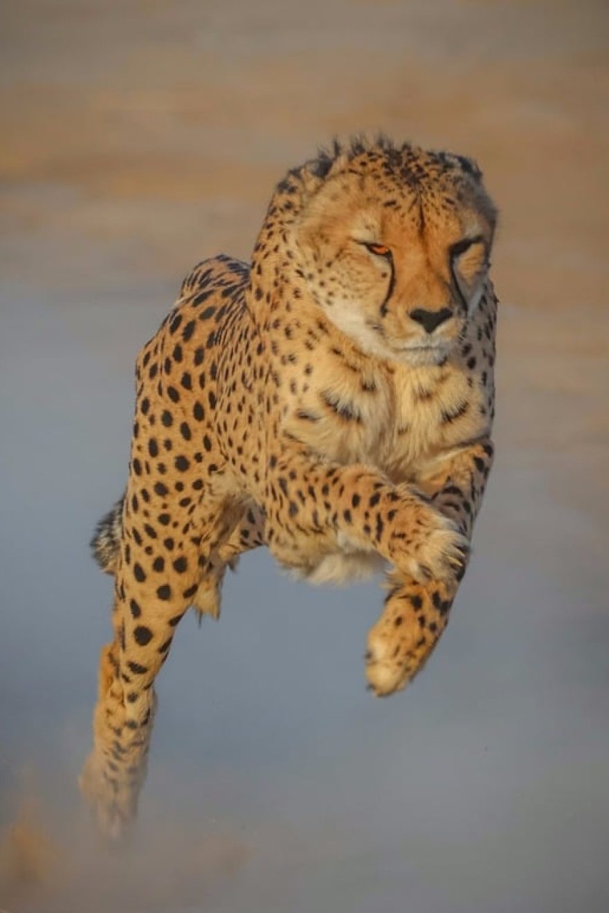 Cheetah Conservation: Cheetah Running at full speed during the Cheetah Run experience at Inverdoorn Private Game Reserve