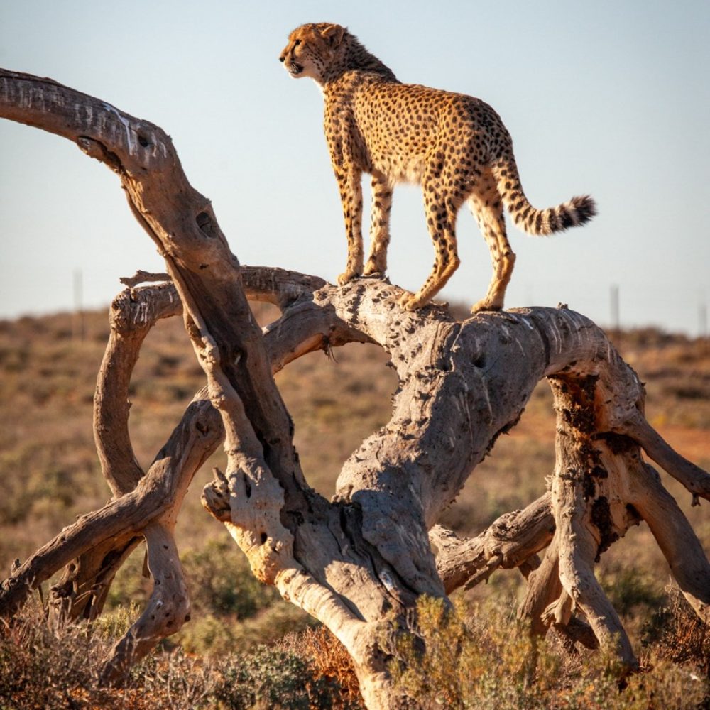 Cheetah standing on tree at Inverdoorn