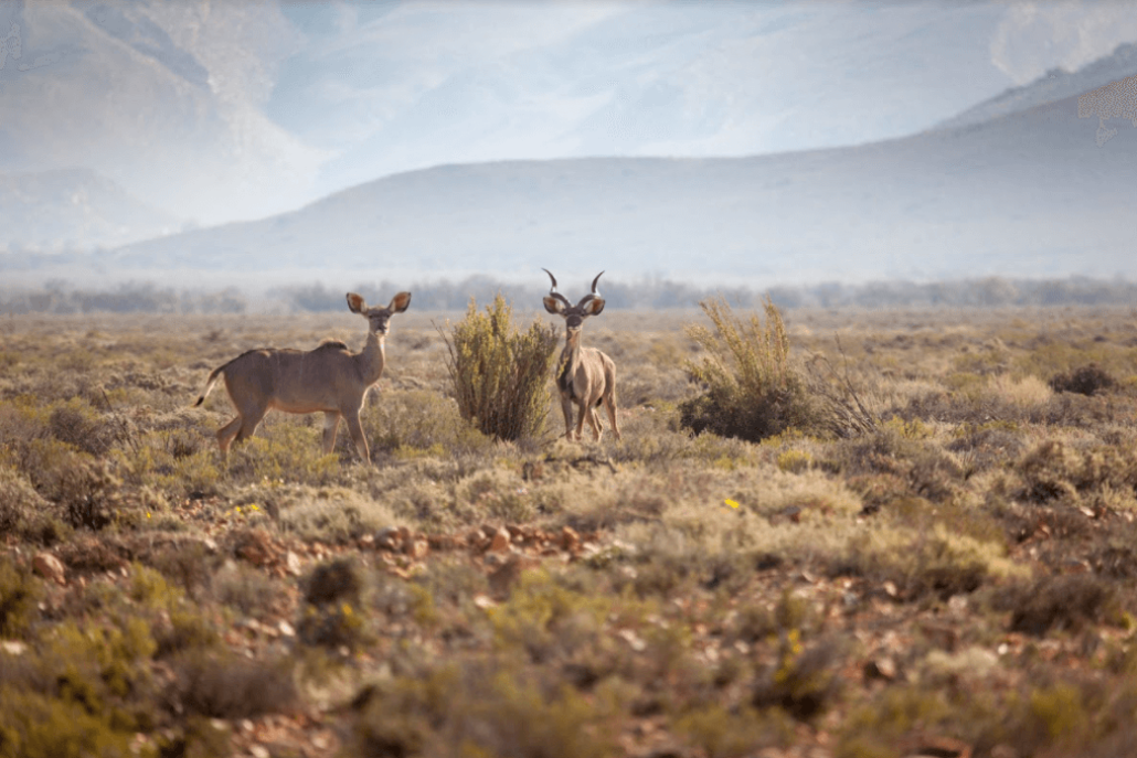 two Kudus, one male and one female, standing in the middle of the Karoo veld, featured on Inverdoorn's wildlife gallery