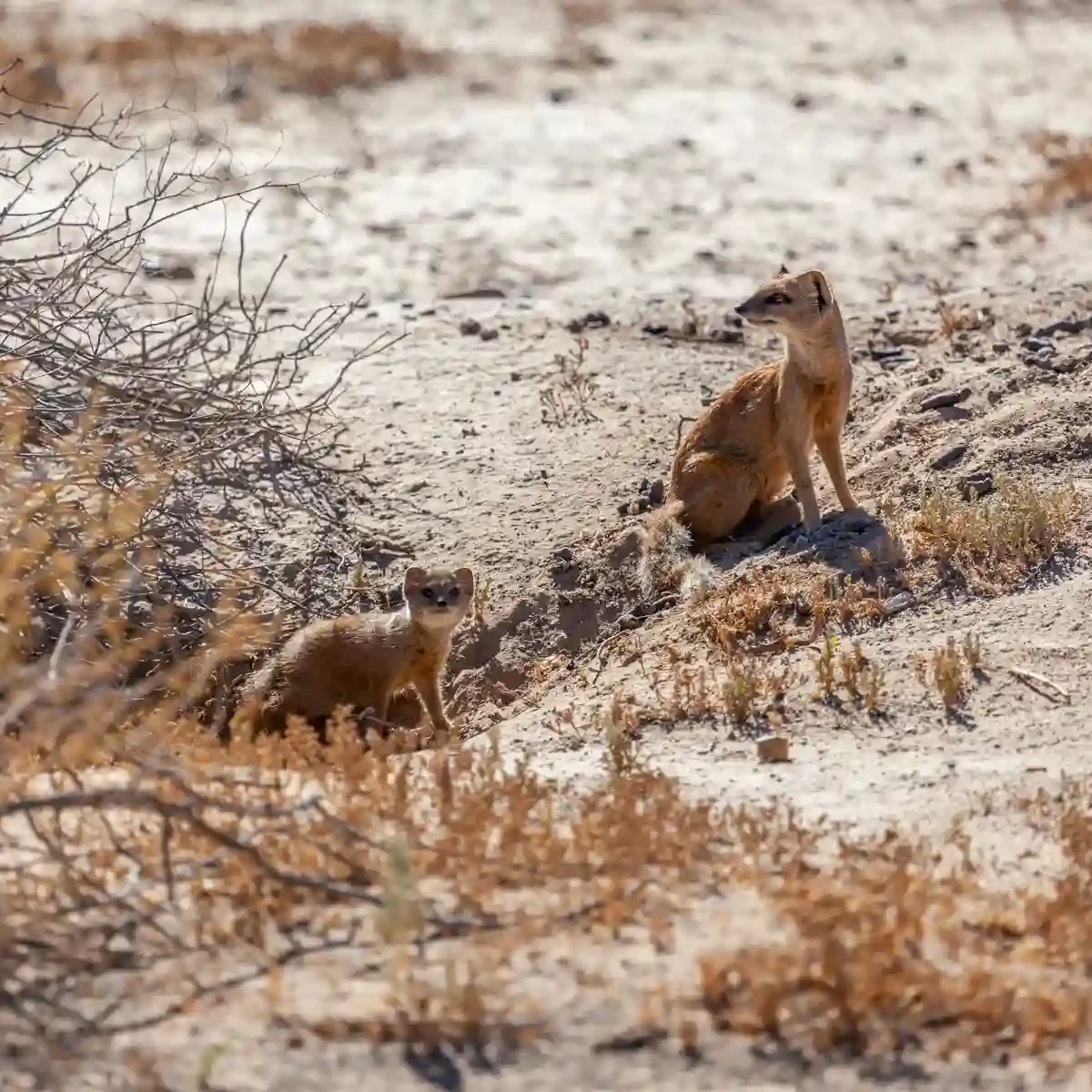 two yellow mongoose peaking out from their ground burrow, featured on Inverdoorn's wildlife gallery